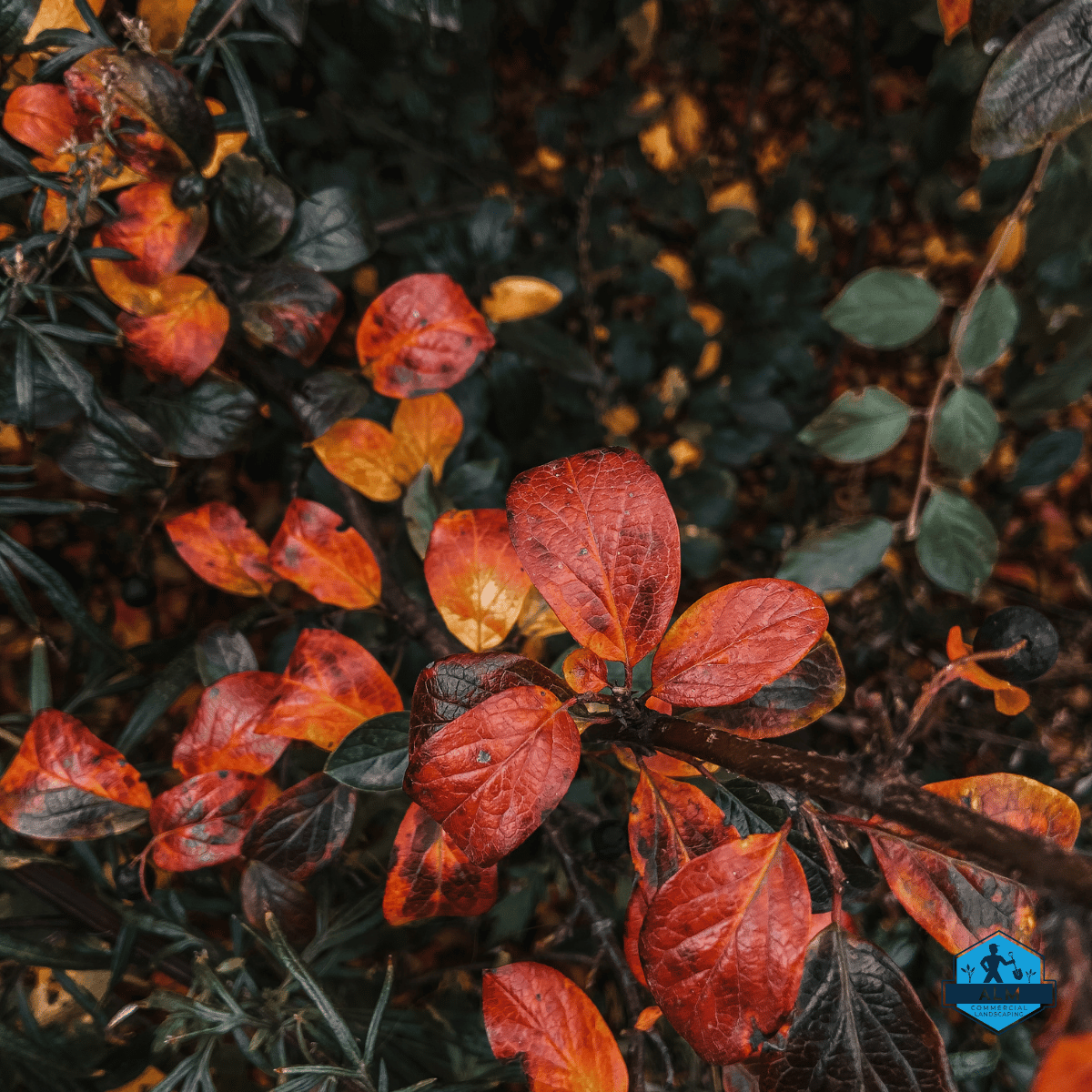 Best Trees and Shrubs to Plant This Fall in Alabama: A Guide for Commercial Properties