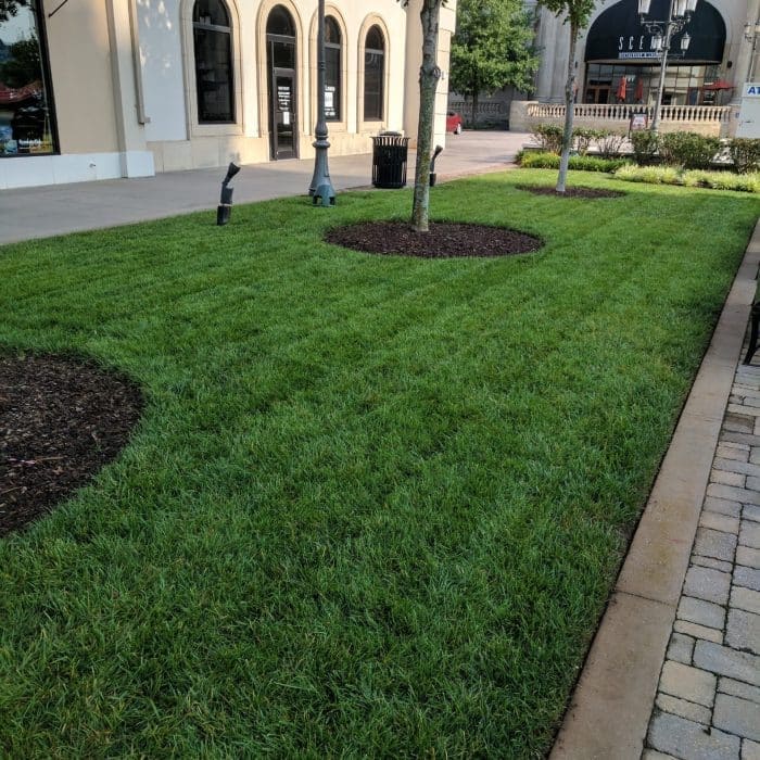 lawn&weed5